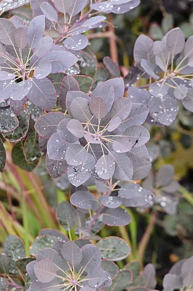 547323 - Eurasian smoke tree (Cotinus coggygria 'Royal Purple')