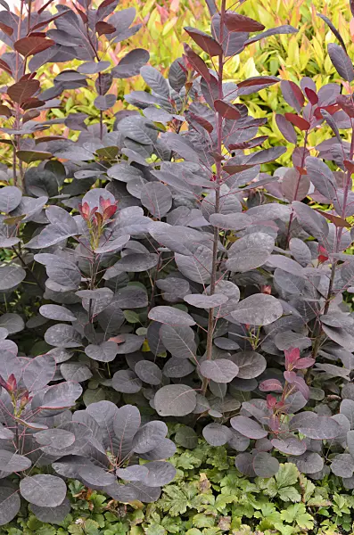 571045 - Eurasian smoke tree (Cotinus coggygria 'Royal Purple')