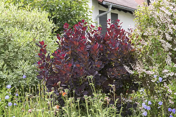 625177 - Eurasian smoke tree (Cotinus coggygria 'Royal Purple')