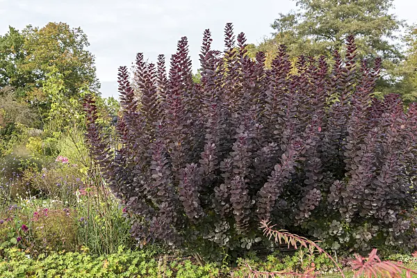 625178 - Eurasian smoke tree (Cotinus coggygria 'Royal Purple')