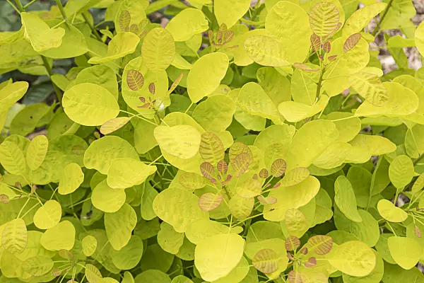 607037 - Eurasian smoke tree (Cotinus coggygria 'Winecraft Gold')
