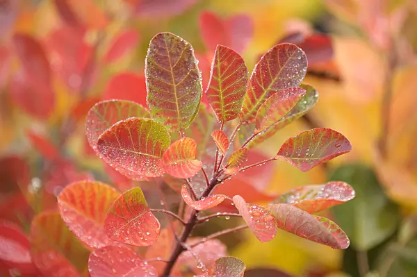 535269 - Eurasian smoke tree (Cotinus coggygria 'Young Lady')