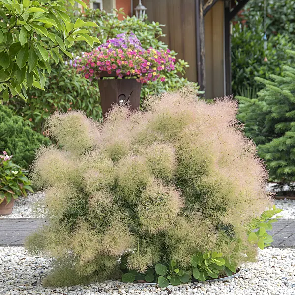 616196 - Eurasian smoke tree (Cotinus coggygria 'Young Lady')