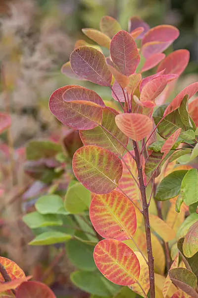 638071 - Eurasian smoke tree (Cotinus coggygria 'Young Lady')