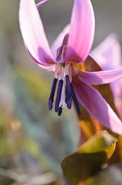 519010 - Europäische Hundszahnlilie (Erythronium dens-canis)