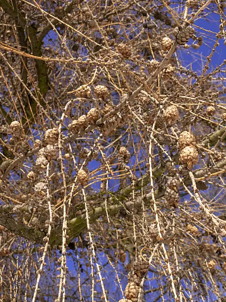 435011 - Europäische Lärche (Larix decidua)