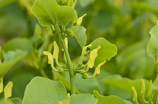 520207 - European birthwort (Aristolochia clematitis)