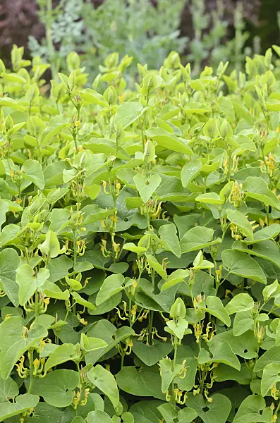 533541 - European birthwort (Aristolochia clematitis)