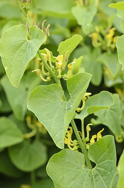 533542 - European birthwort (Aristolochia clematitis)