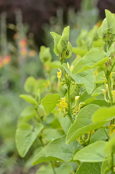 533543 - European birthwort (Aristolochia clematitis)