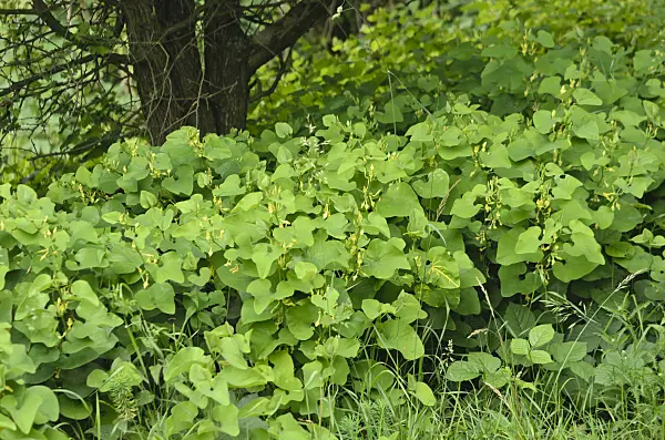 557059 - European birthwort (Aristolochia clematitis)