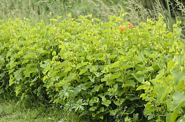 557060 - European birthwort (Aristolochia clematitis)