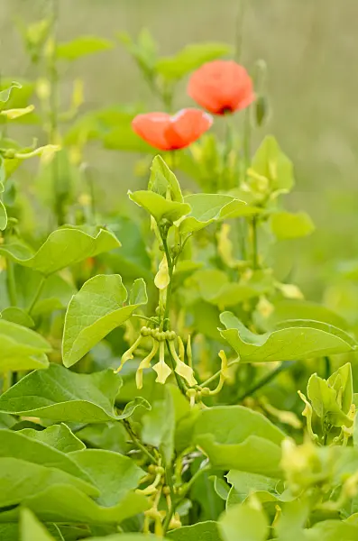 557058 - European birthwort (Aristolochia clematitis) and corn poppy (Papaver rhoeas)