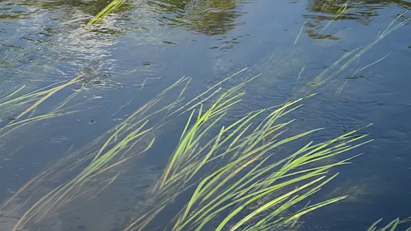 509174 - European bur-reed (Sparganium emersum)
