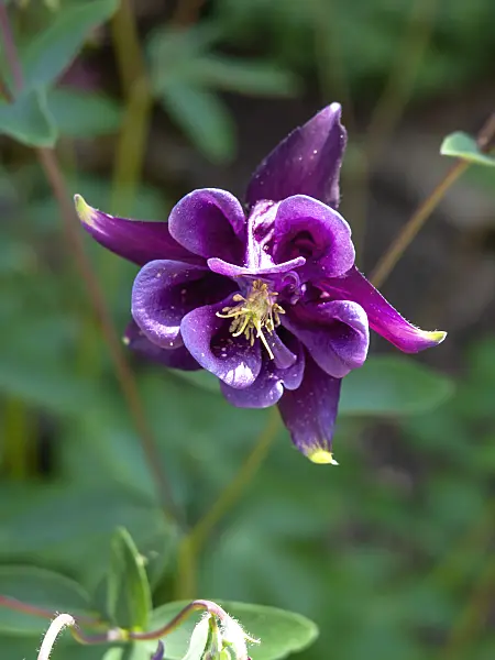 437300 - European columbine (Aquilegia vulgaris)