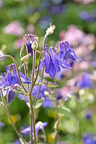 484288 - European columbine (Aquilegia vulgaris)