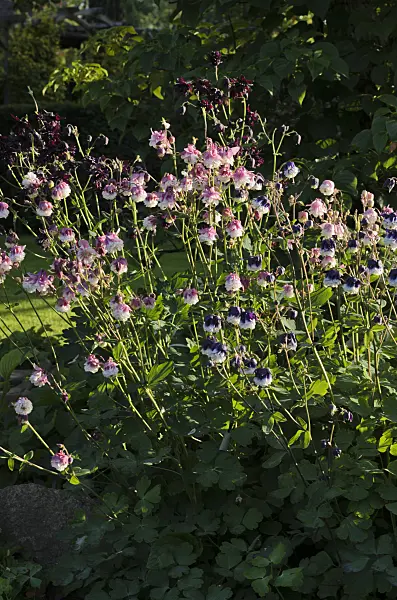 496278 - European columbine (Aquilegia vulgaris 'Grandmother's Garden')