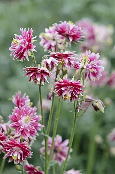 545016 - European columbine (Aquilegia vulgaris 'Nora Barlow')