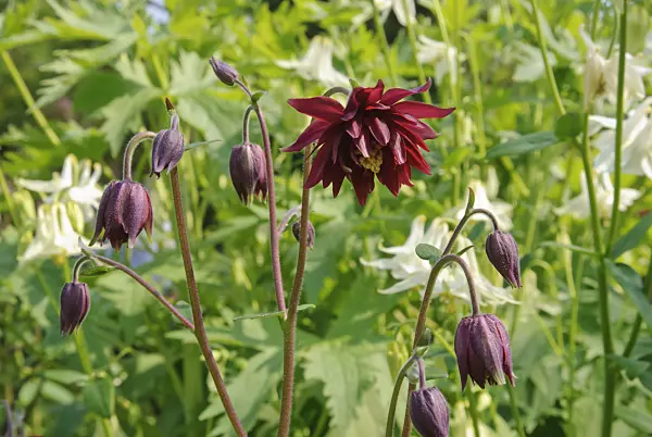 509159 - European columbine (Aquilegia vulgaris 'Ruby Port')