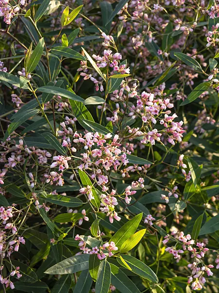 461156 - European dogbane (Apocynum venetum syn. Trachomitum venetum)