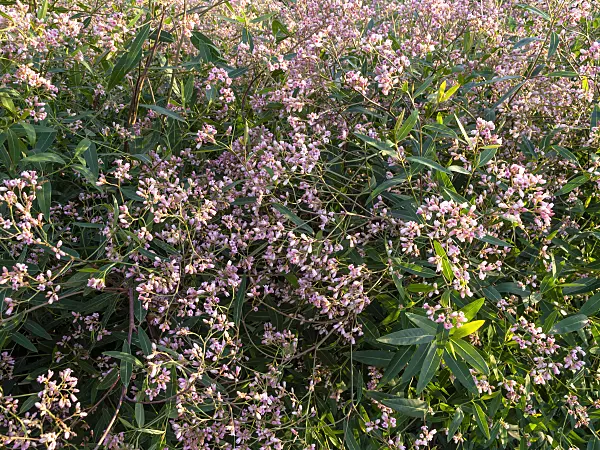461157 - European dogbane (Apocynum venetum syn. Trachomitum venetum)