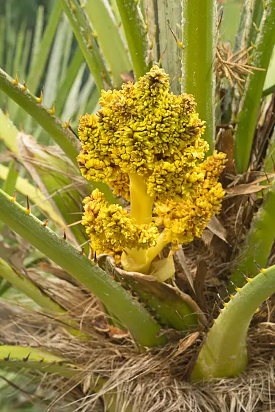 609056 - European fan palm (Chamaerops humilis)