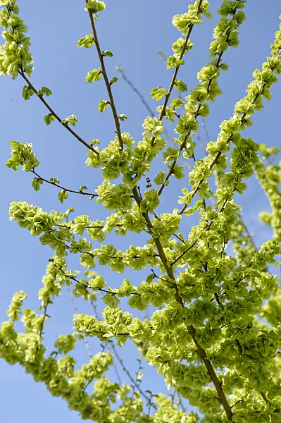 593209 - European field elm (Ulmus minor 'Sarniensis' syn. Ulmus carpinifolia 'Sarniensis')