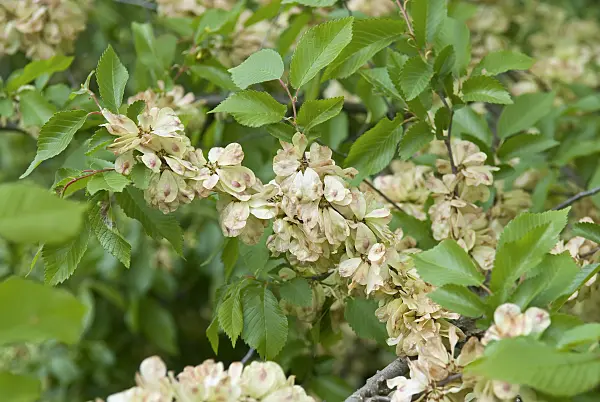 502446 - European field elm (Ulmus minor syn. Ulmus carpinifolia)