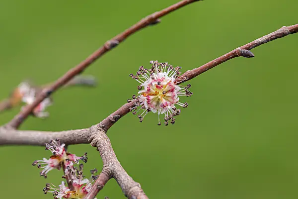 664470 - European field elm (Ulmus minor syn. Ulmus carpinifolia)