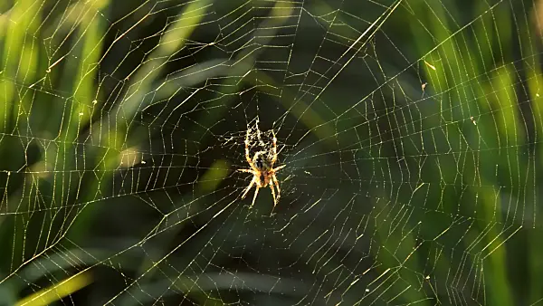 512018 - European garden spider (Araneus diadematus)