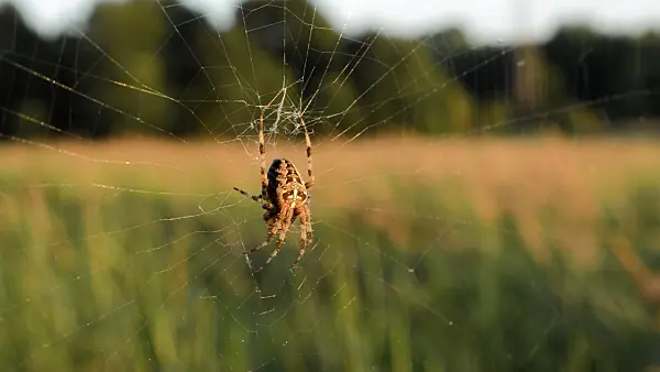 512019 - European garden spider (Araneus diadematus)