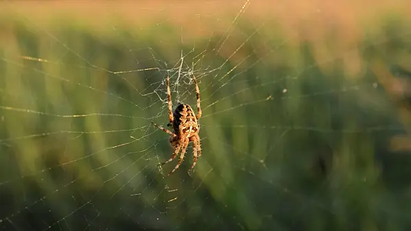 512020 - European garden spider (Araneus diadematus)