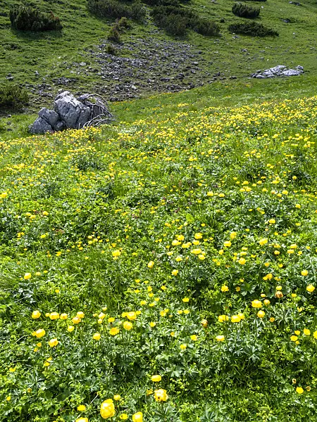 426141 - European globeflower (Trollius europaeus)