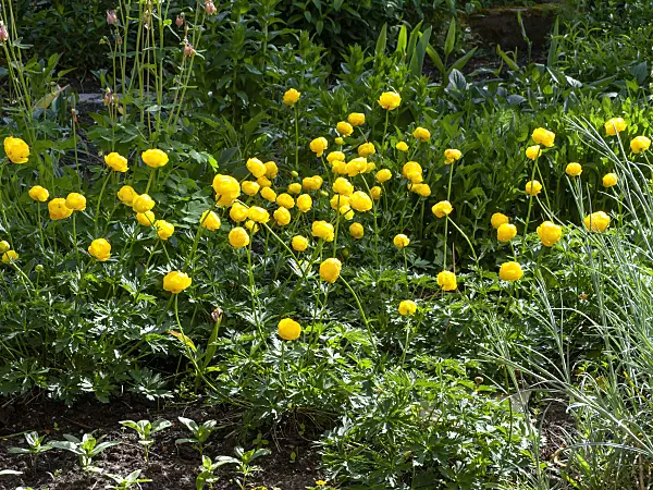 460096 - European globeflower (Trollius europaeus)
