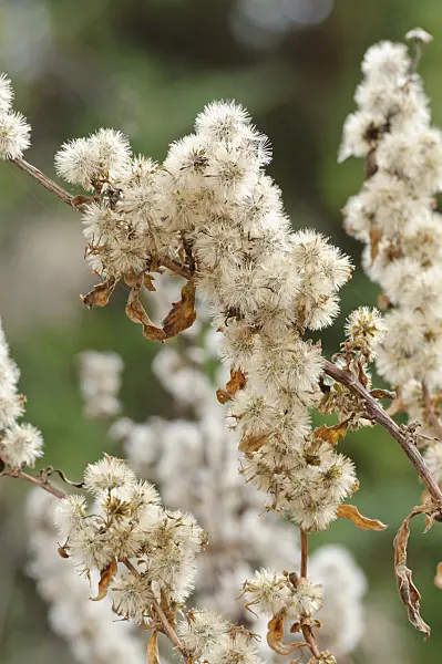 466071 - European goldenrod (Solidago virgaurea)