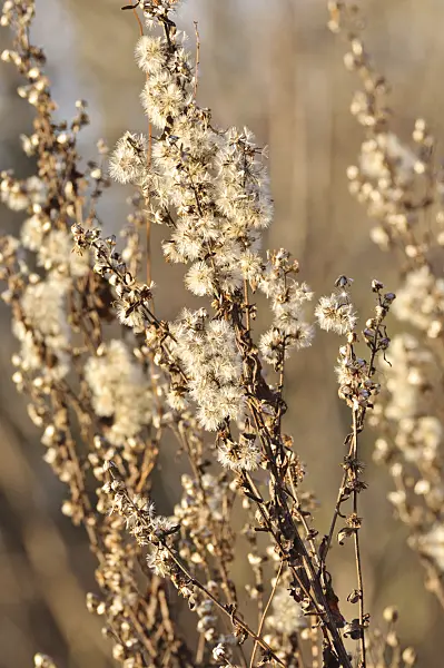 467068 - European goldenrod (Solidago virgaurea)