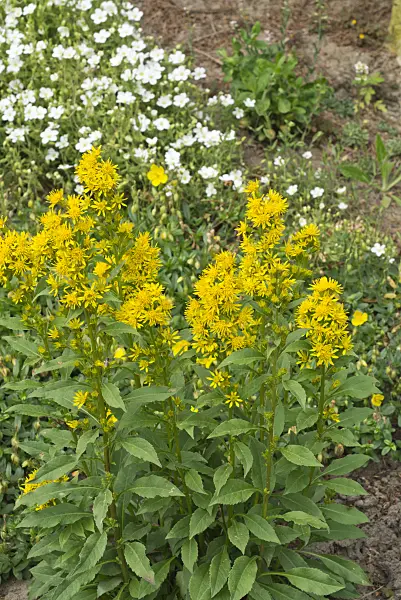 608066 - European goldenrod (Solidago virgaurea)