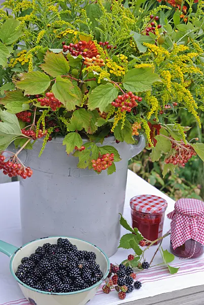 475278 - European goldenrod (Solidago virgaurea), sneezeweed (Helenium), common tansy (Tanacetum vulgare), guelder rose (Viburnum opulus) and blackberry (Rubus fruticosus) with jam jars