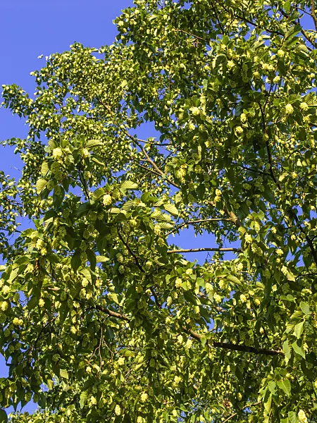 439094 - European hop hornbeam (Ostrya carpinifolia)