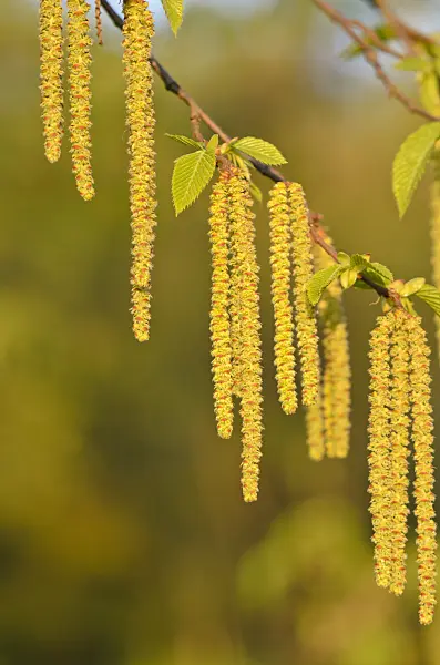 520043 - European hop hornbeam (Ostrya carpinifolia)