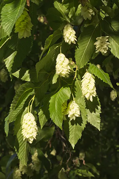558324 - European hop hornbeam (Ostrya carpinifolia)