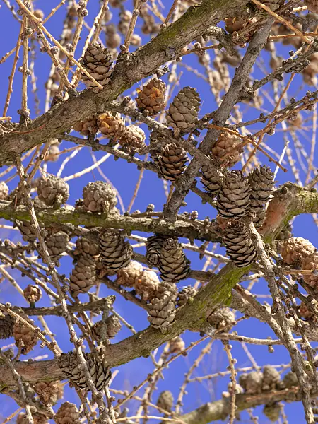 435012 - European larch (Larix decidua)