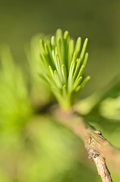 507036 - European larch (Larix decidua)