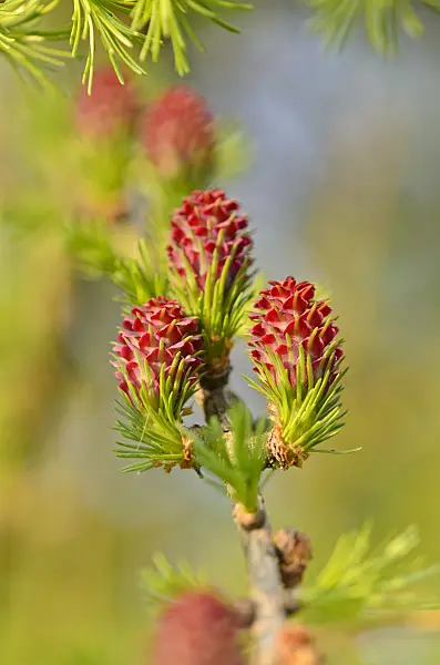 531027 - European larch (Larix decidua)