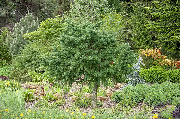 616414 - European larch (Larix decidua 'Little Bogle')