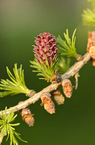 531026 - European larch (Larix decidua) with female and male flowers