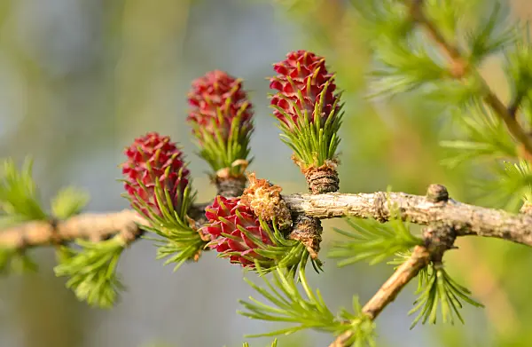531028 - European larch (Larix decidua) with female and male flowers