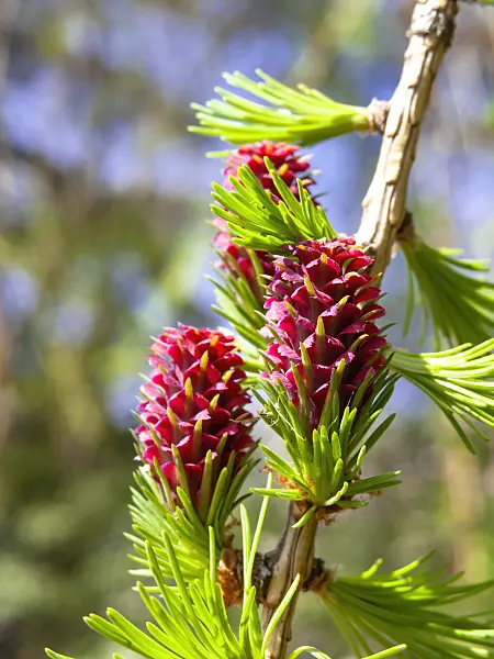 436233 - European larch (Larix decidua) with female flowers