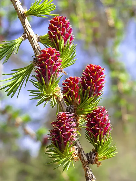 436234 - European larch (Larix decidua) with female flowers