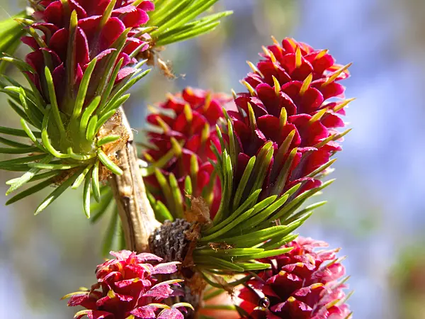 436235 - European larch (Larix decidua) with female flowers